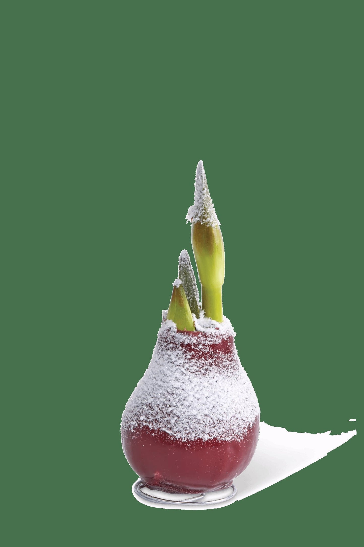 Snow Waxed Amaryllis