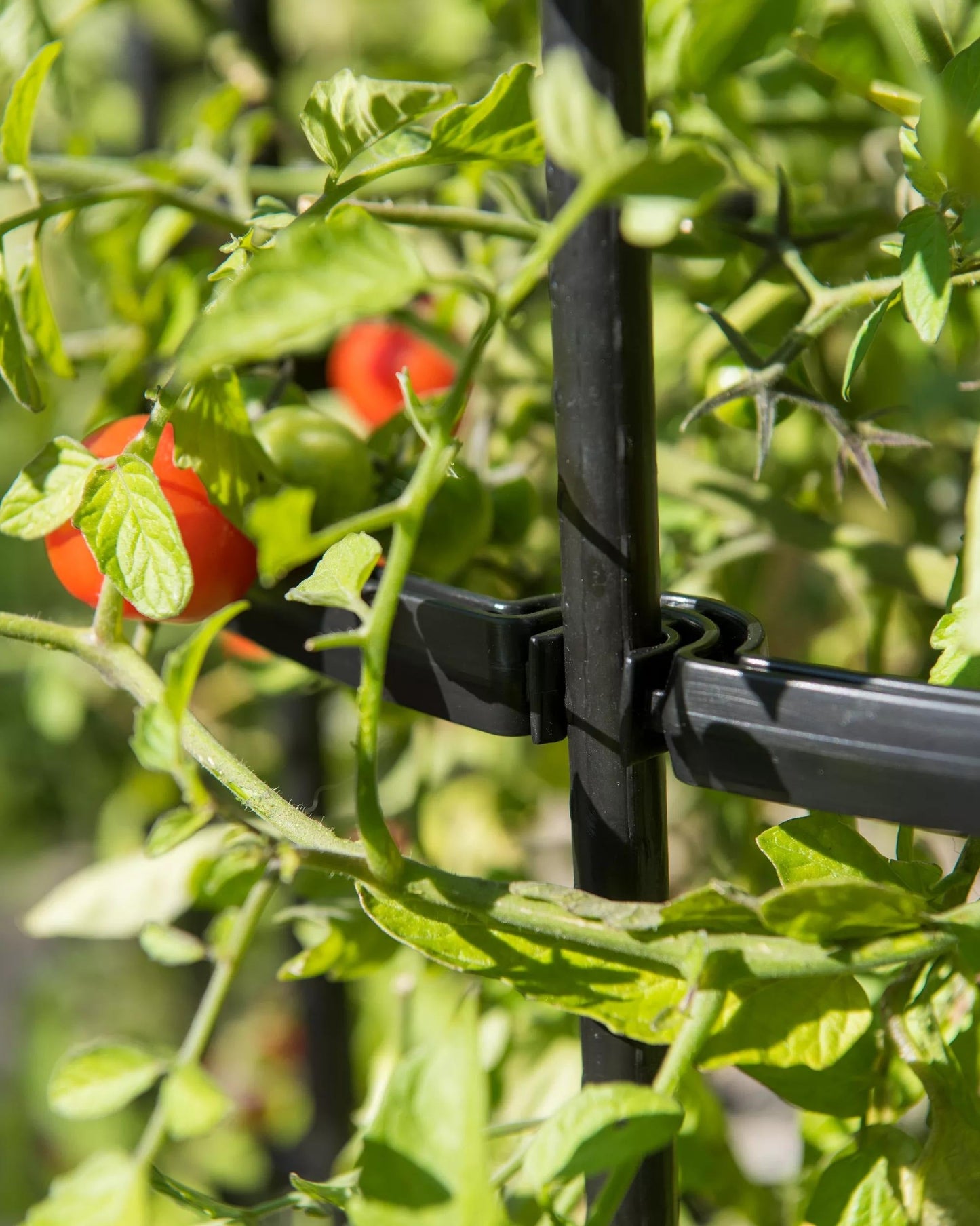 TitanTM Tomato Cages, Set of 3