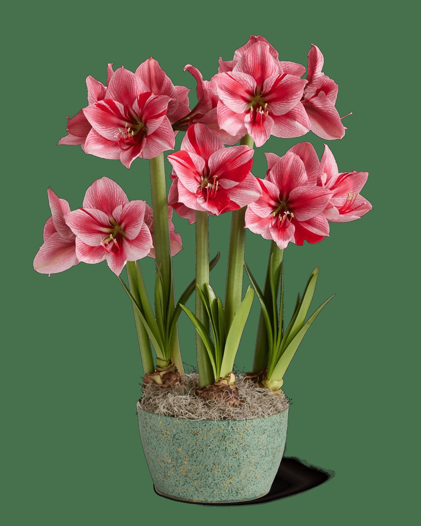 Gervase Potted Amaryllis Trio
