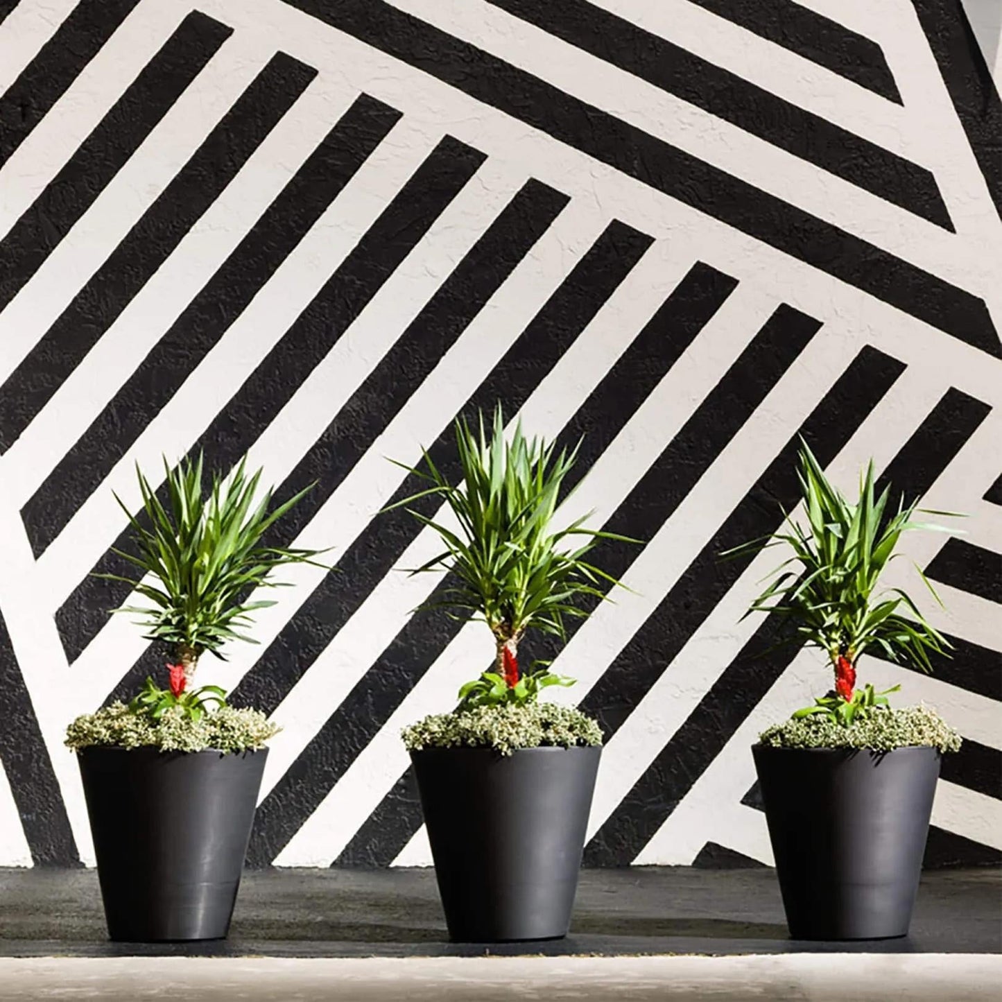Madison Planters