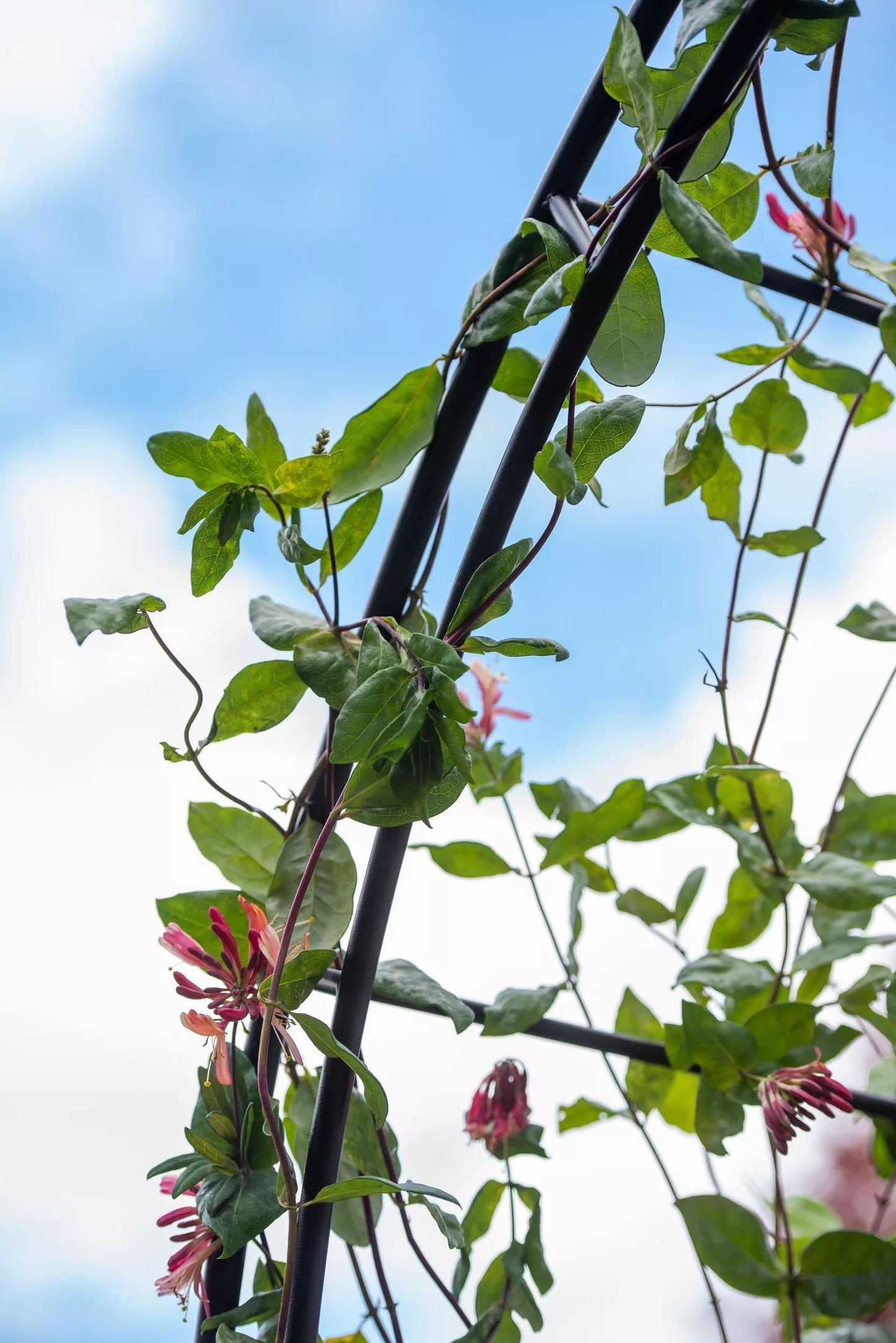 Metal Climbing Arch for VegTrug® Patio Garden Bed