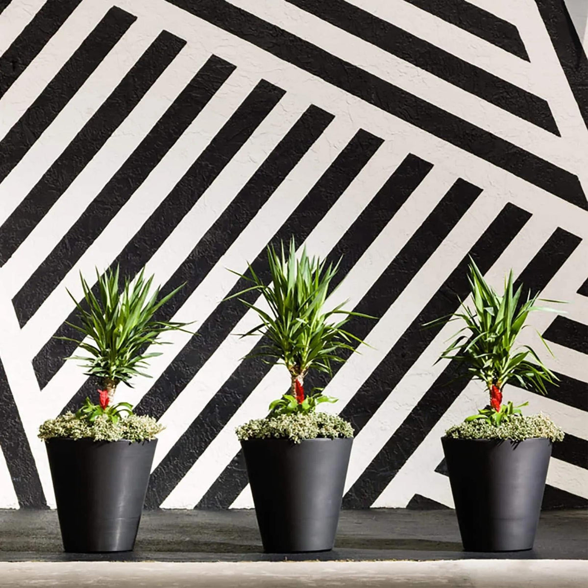 Madison Planters