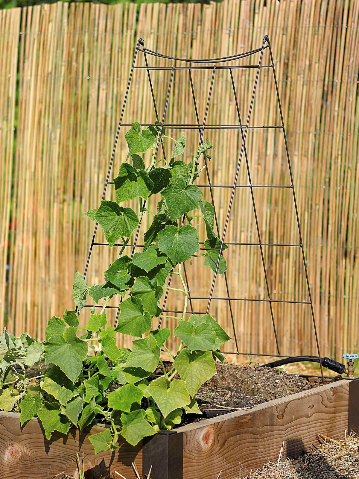 Wire A-Frame Trellis