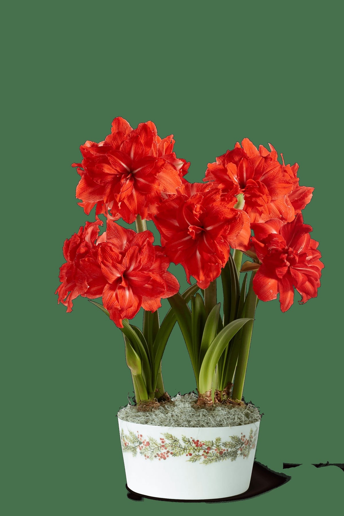 Double Circus Potted Amaryllis Trio