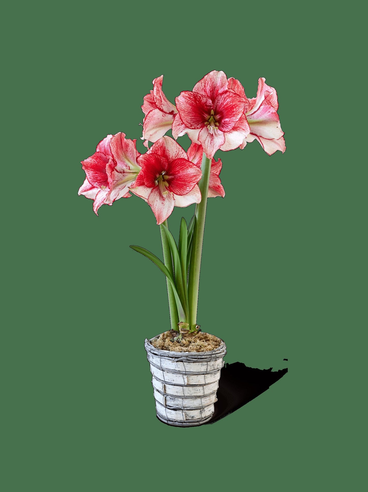 Potted Amaryllis