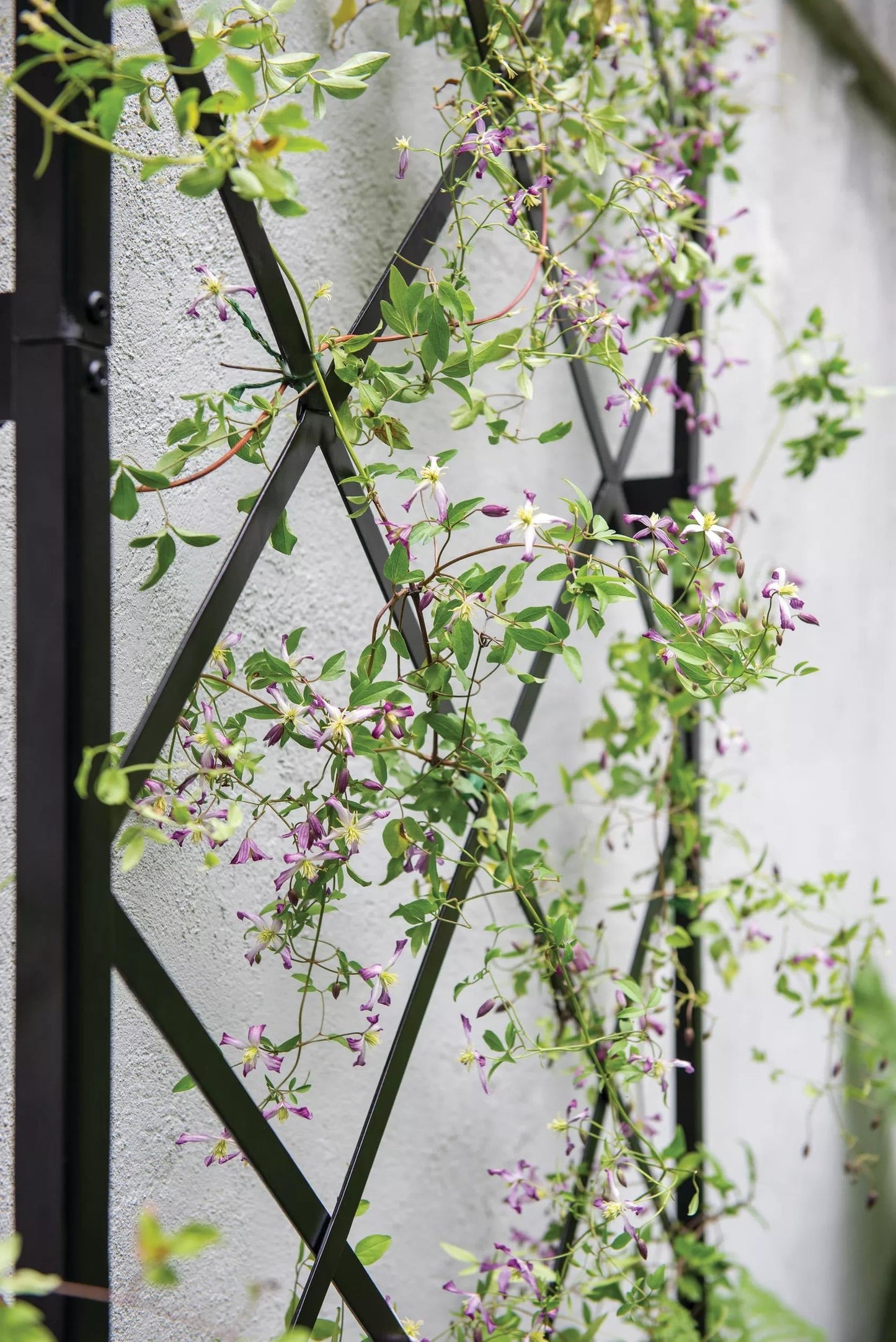 Lattice Gable Wall Trellis