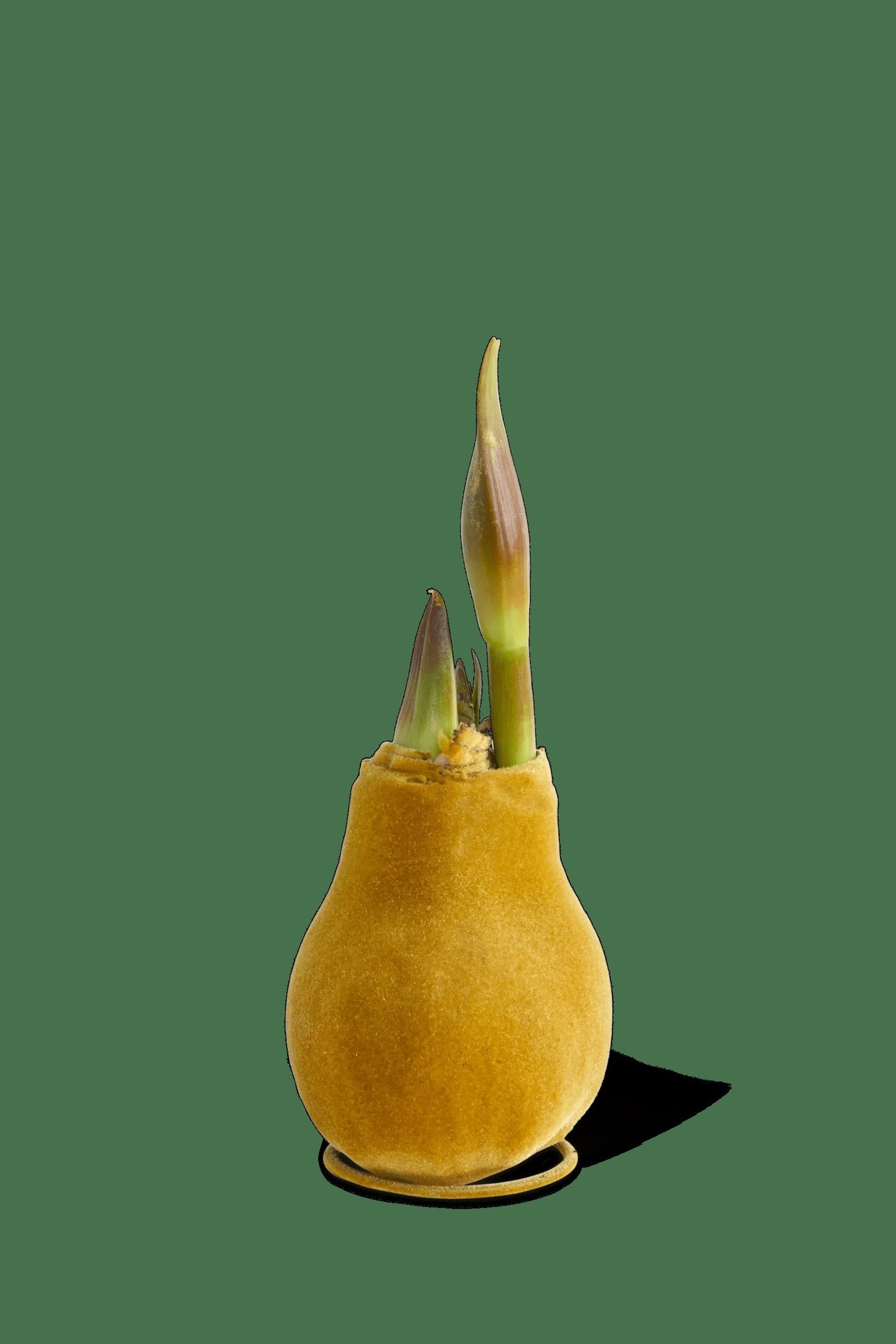 Velvet Waxed Amaryllis