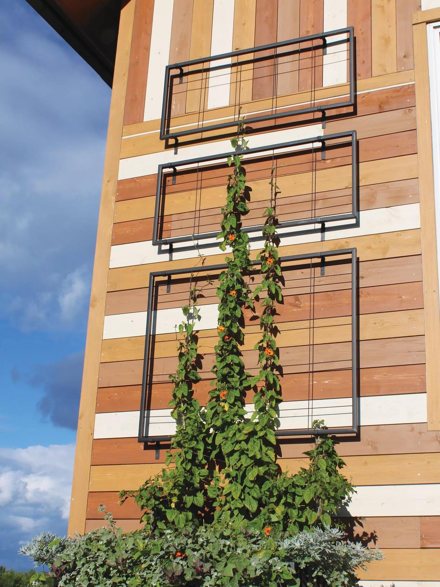Exeter Wall Trellis