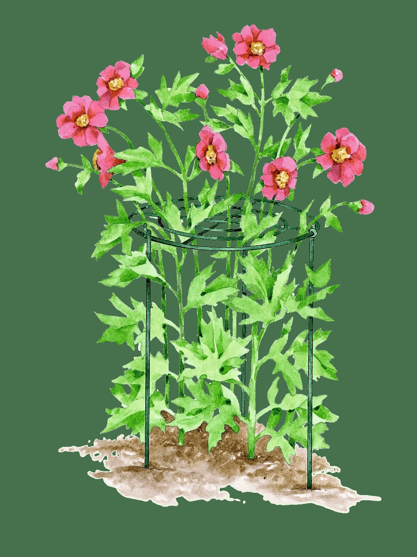 Grow Through Supports, Set of 3