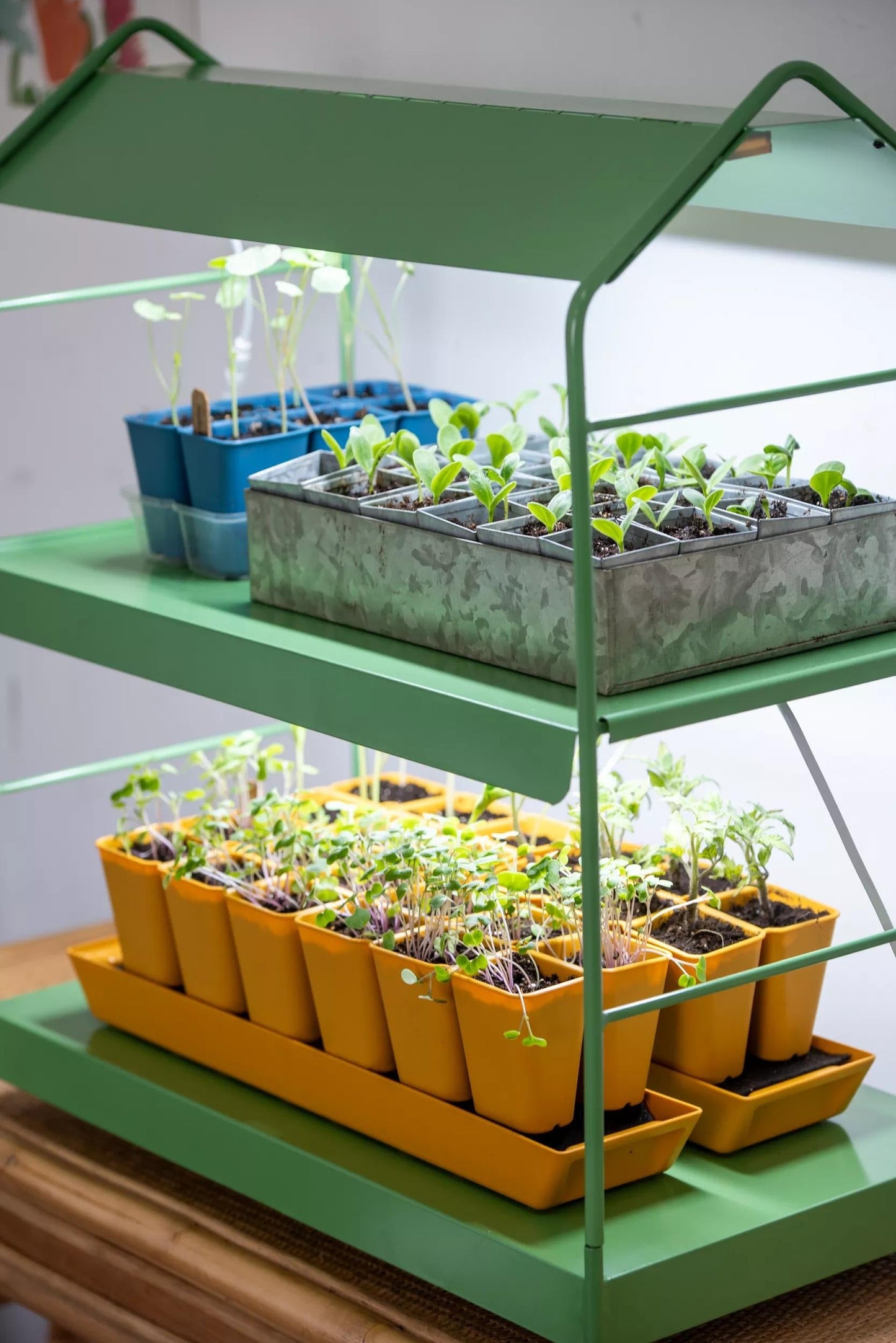 AgieTM Tabletop LED Light Garden