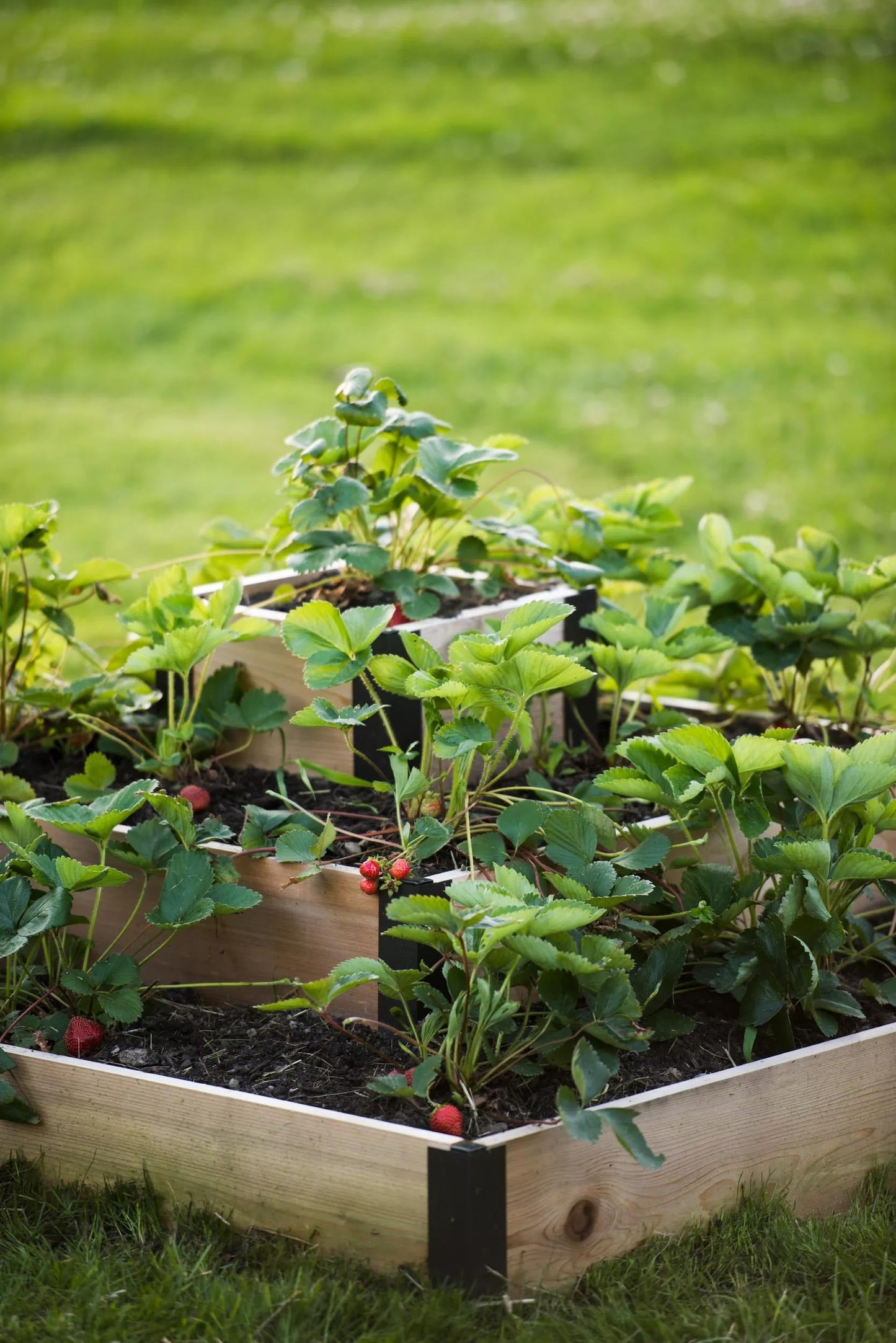 3-Tier Strawberry Cedar Bed