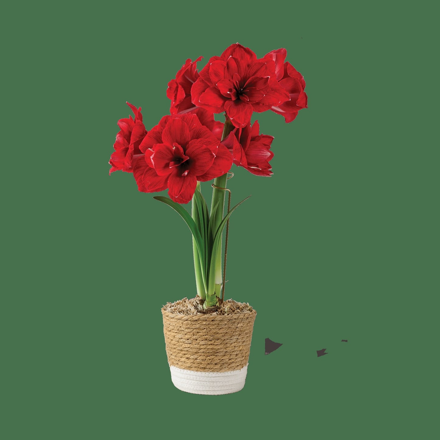 Potted Amaryllis