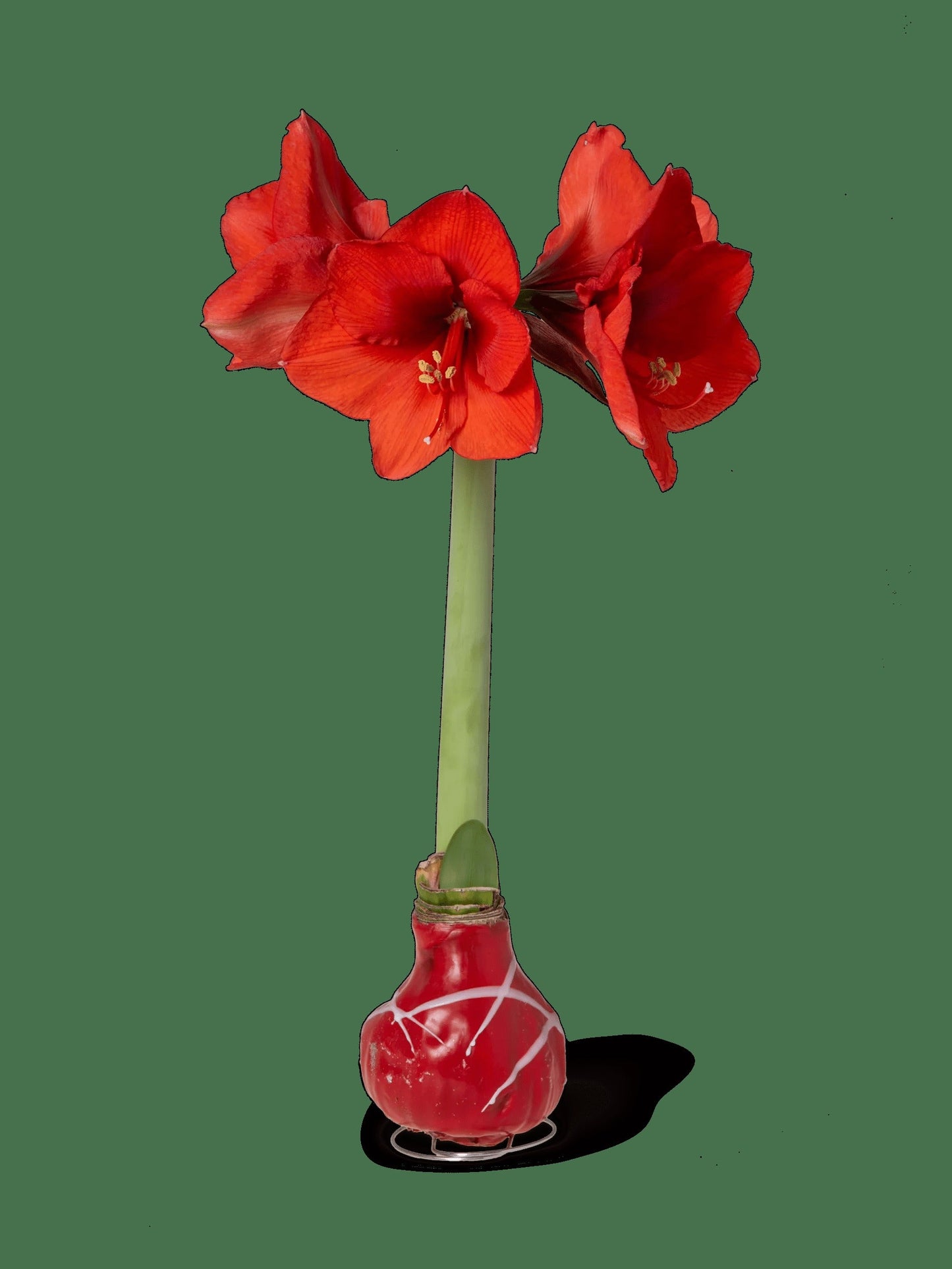 Art Mix Waxed Amaryllis