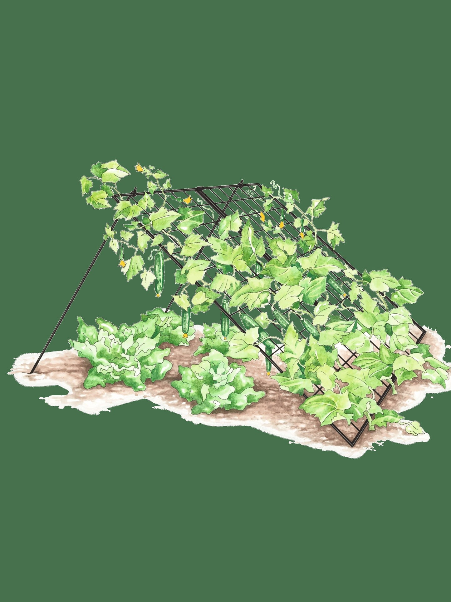 Large Cucumber Trellis