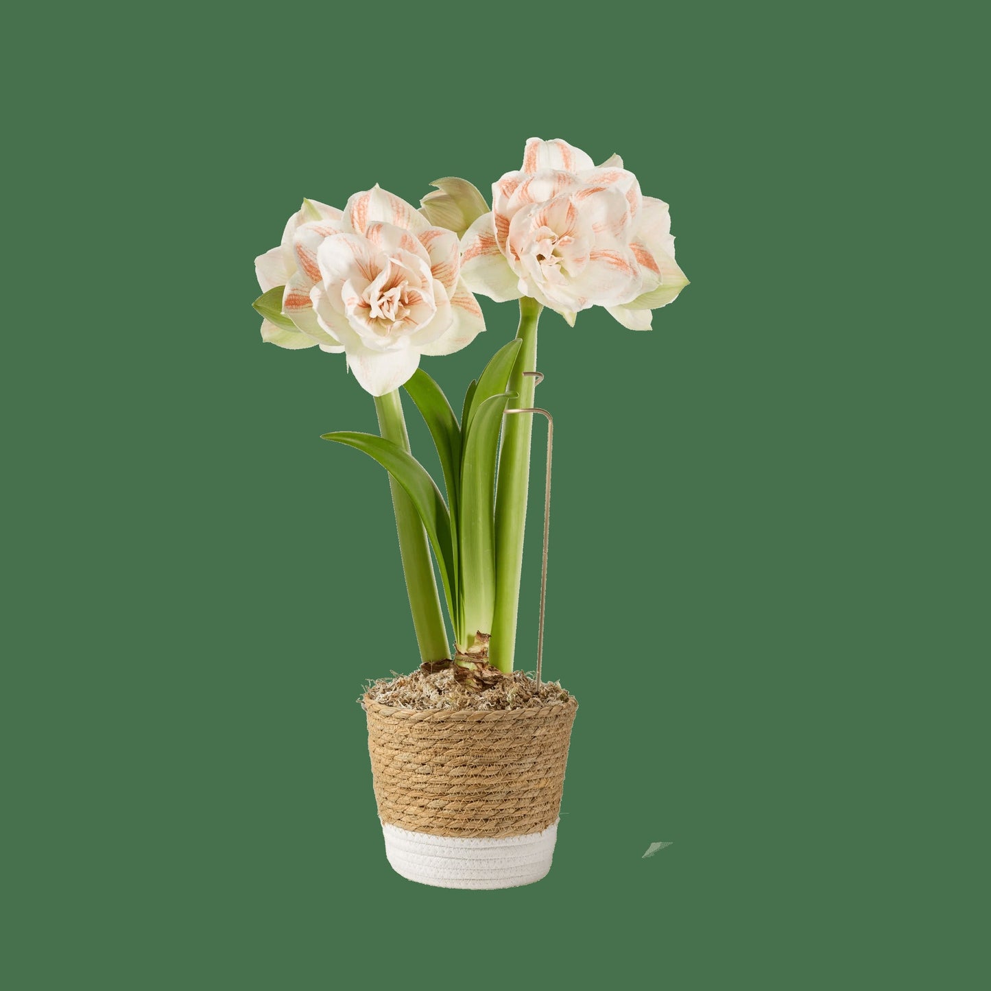 Potted Amaryllis