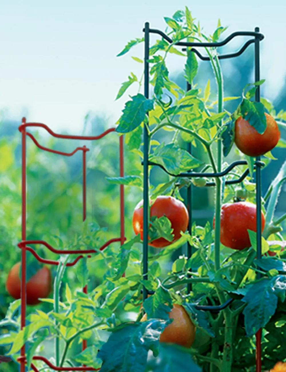 Tomato Ladders, Set of 3