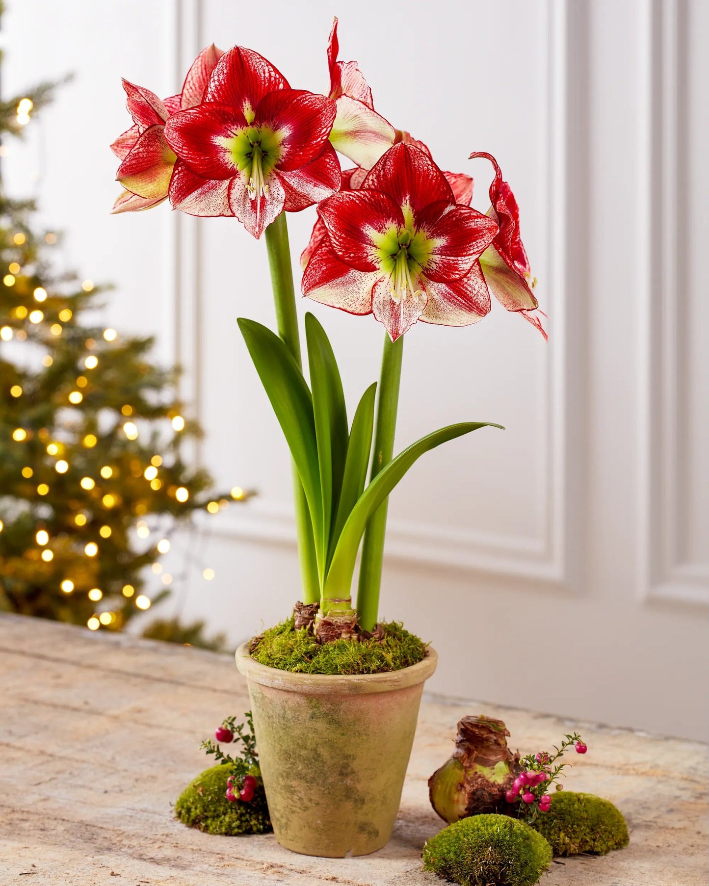 Premium Amaryllis Bulbs