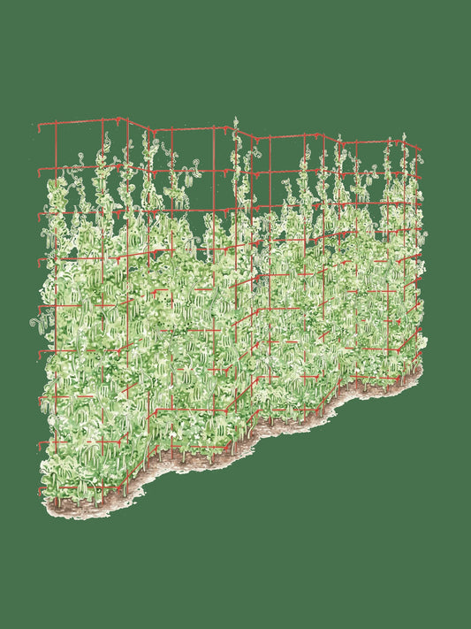 Tall Expandable Pea Trellis