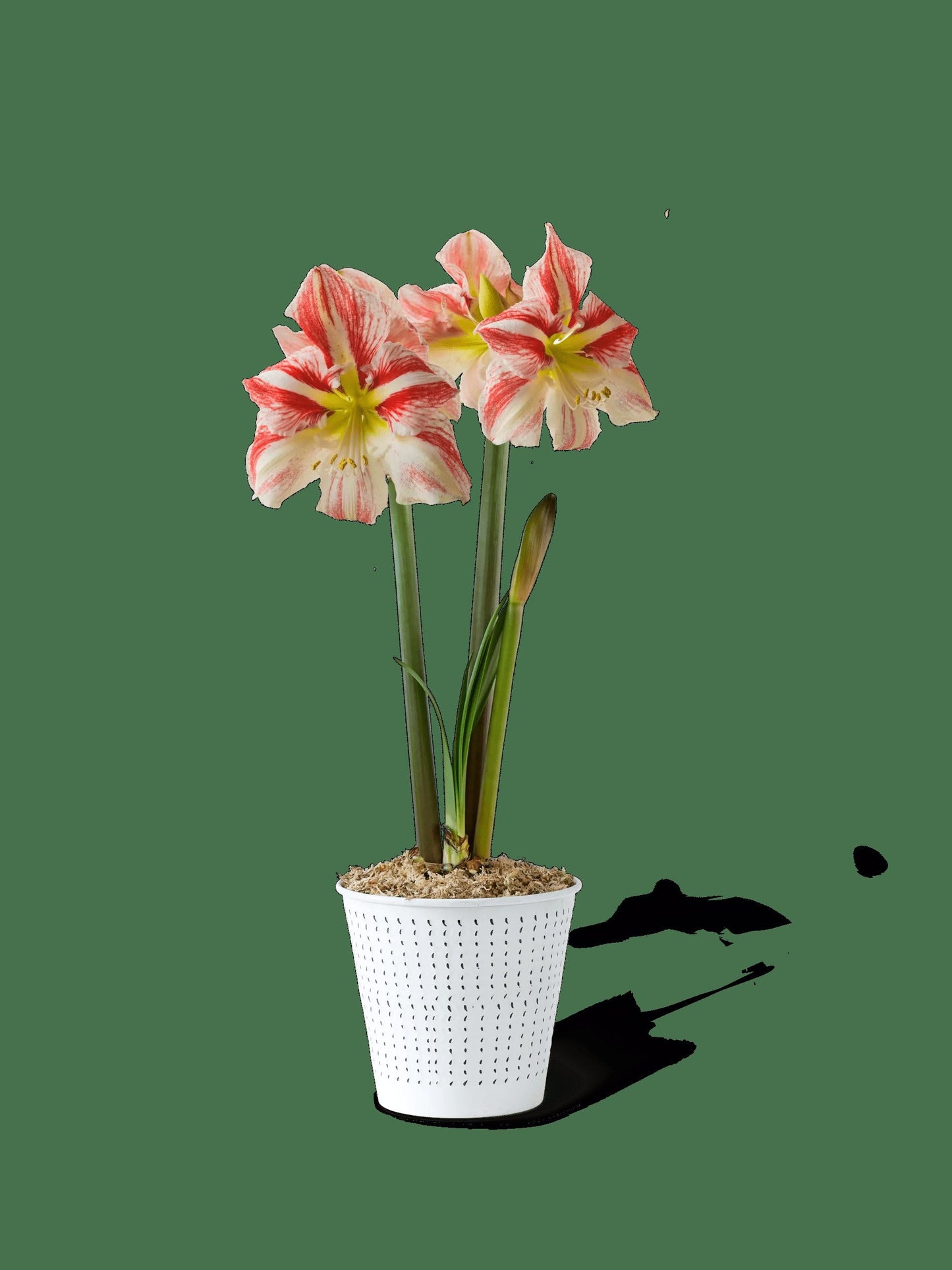 Potted Amaryllis