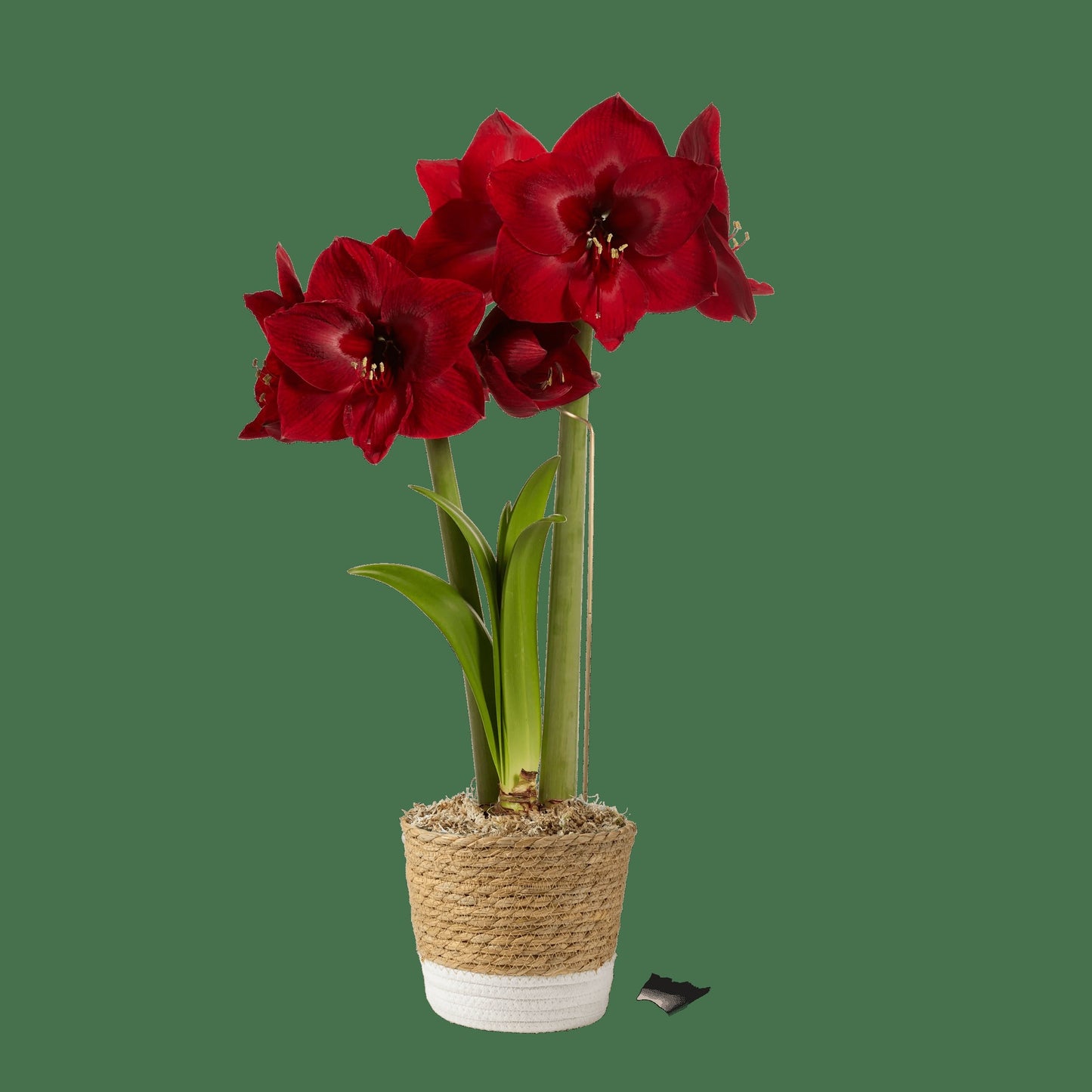 Potted Amaryllis