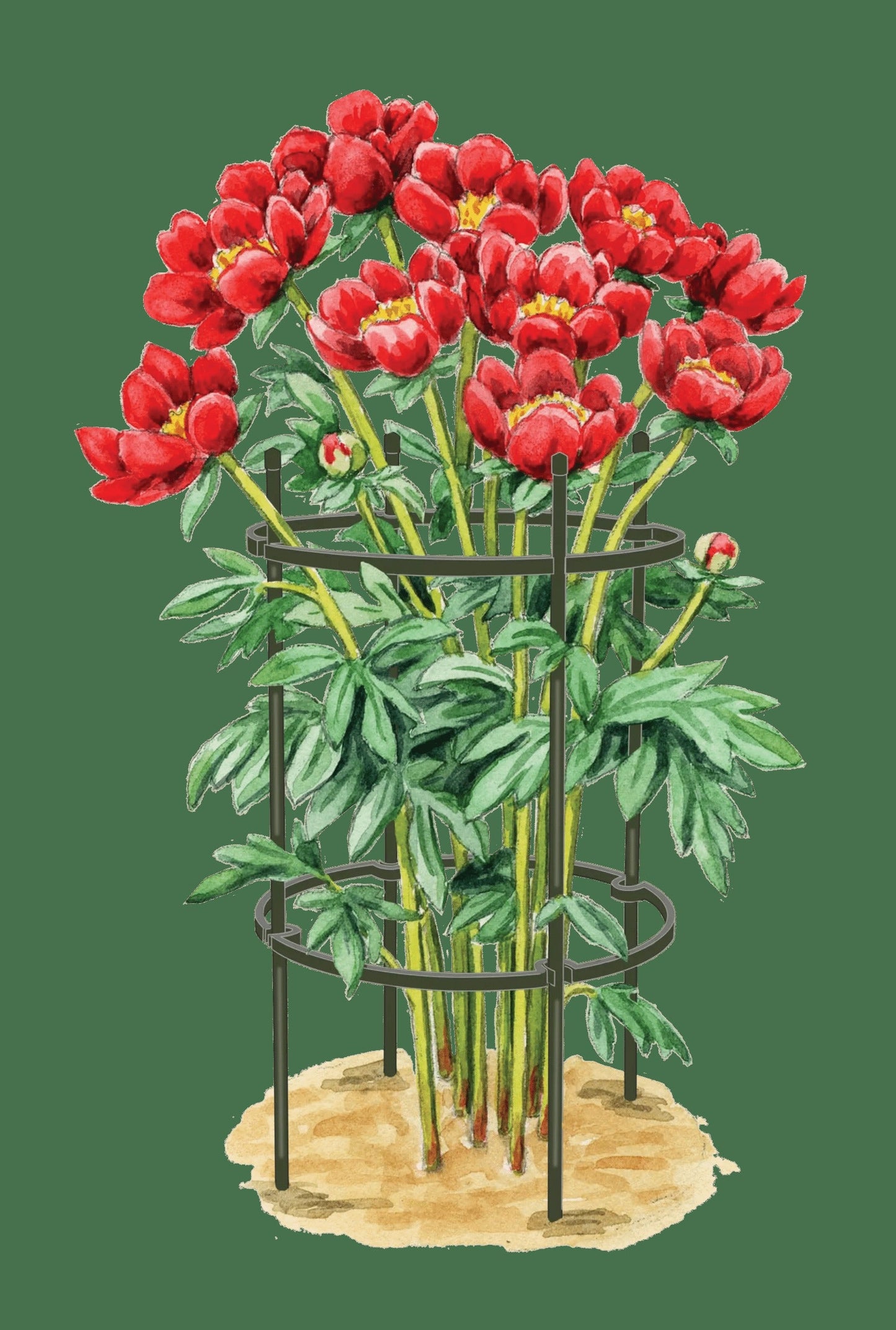 Titan Peony Supports, Medium, Set of 2
