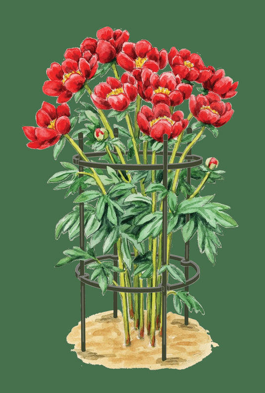Titan Peony Supports, Medium, Set of 2