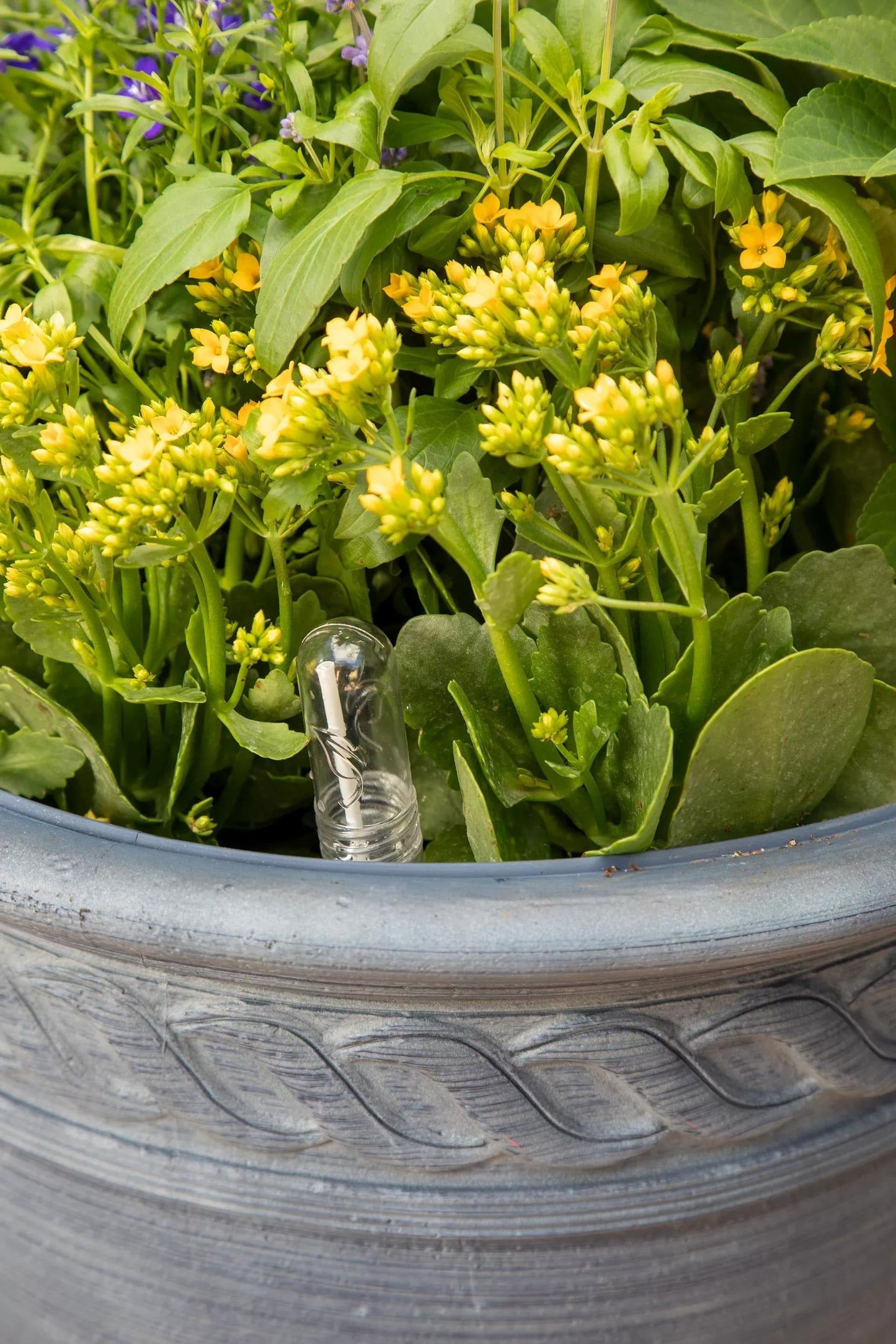 Adjustable Self-Watering Insert for Pots and Planters