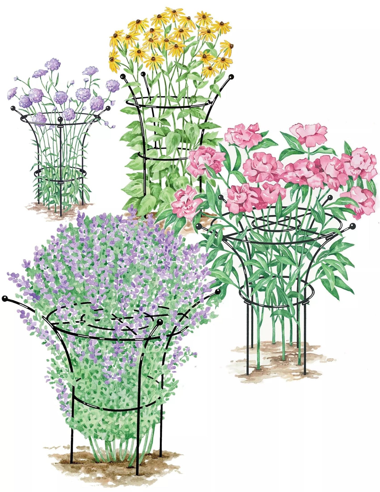 EssexTM Plant Supports