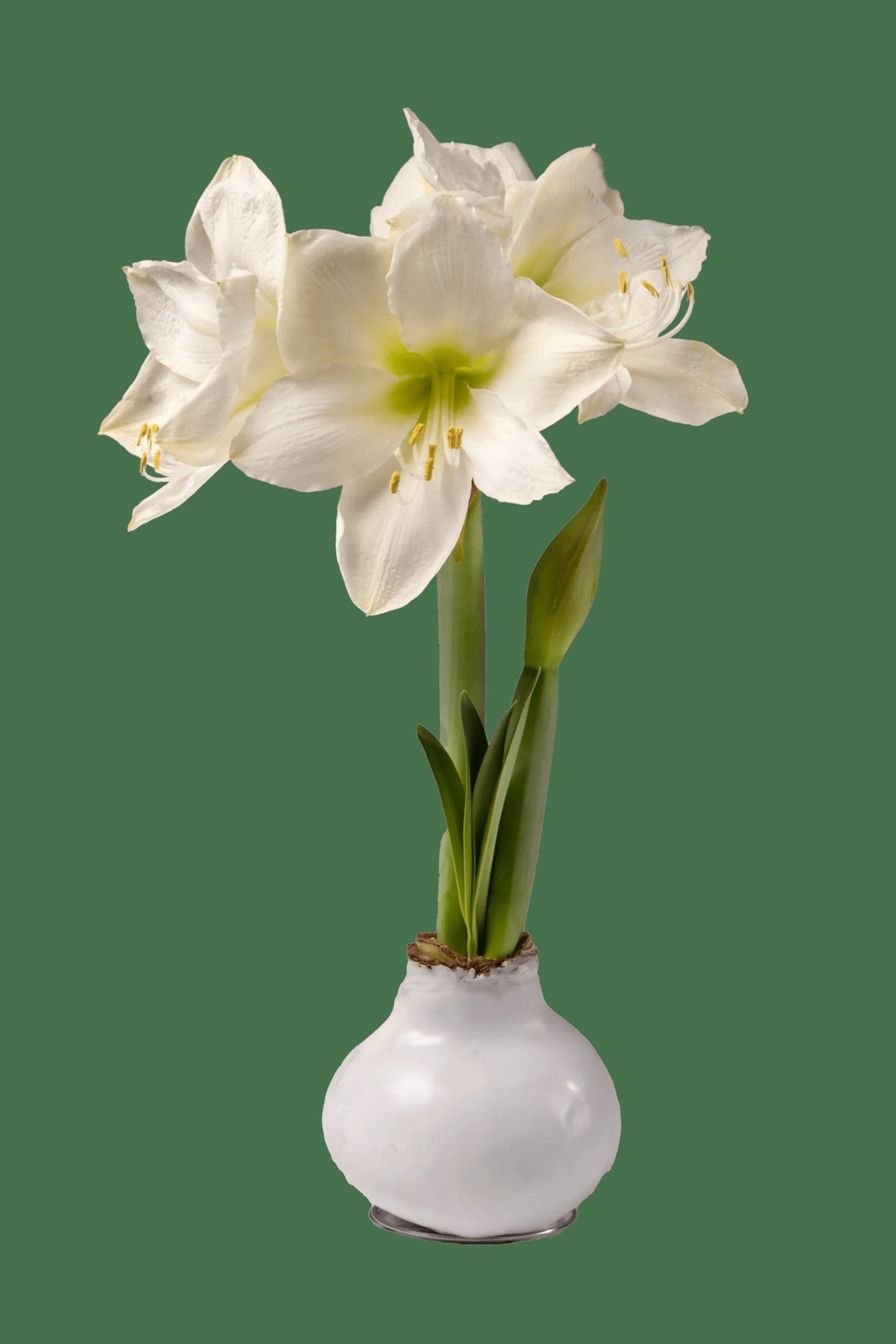 Waxed Amaryllis