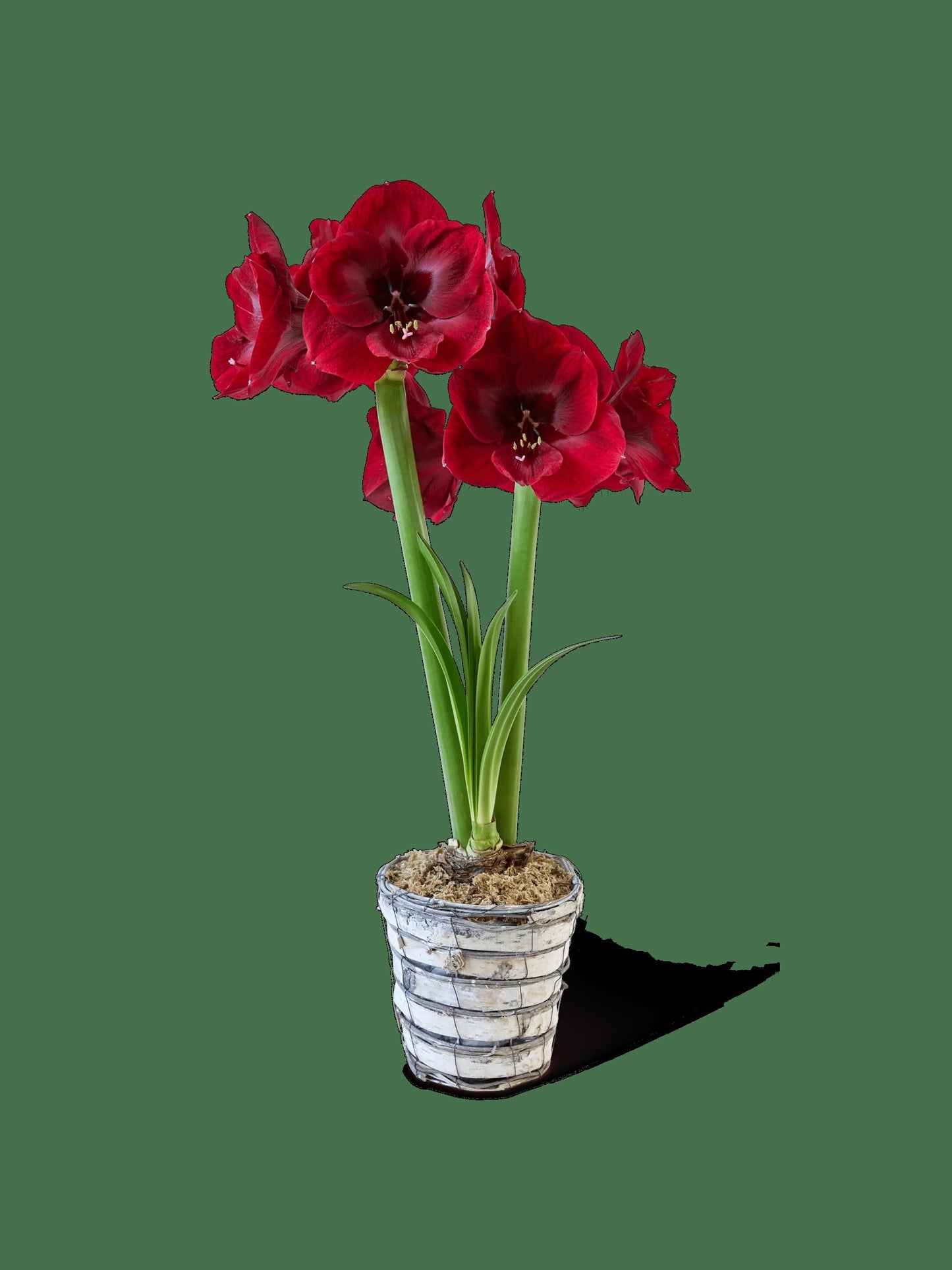 Potted Amaryllis