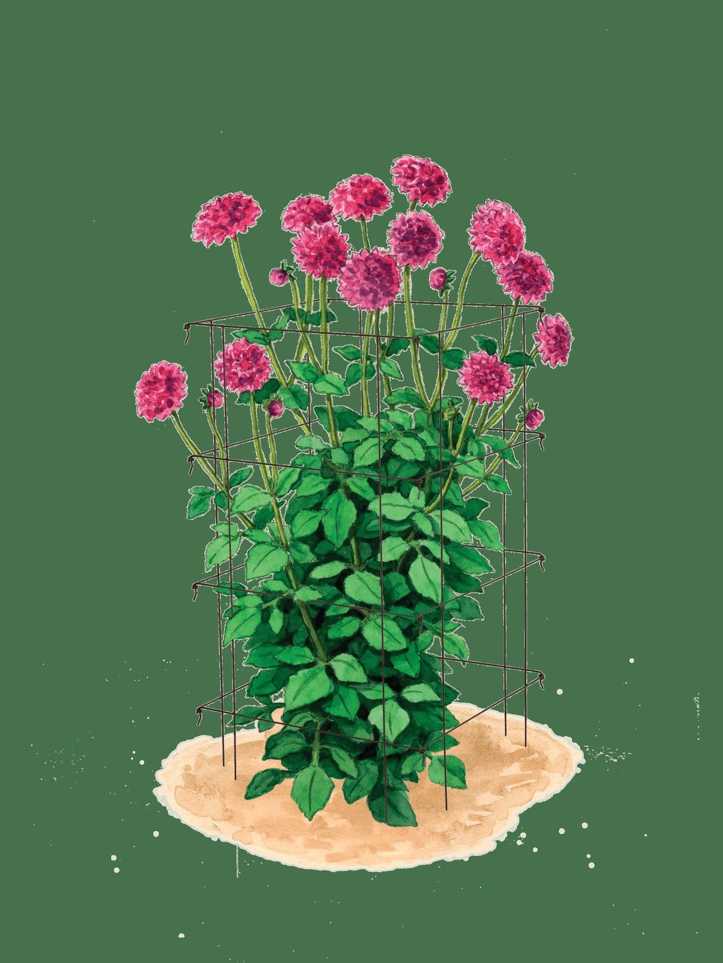 Dahlia Supports