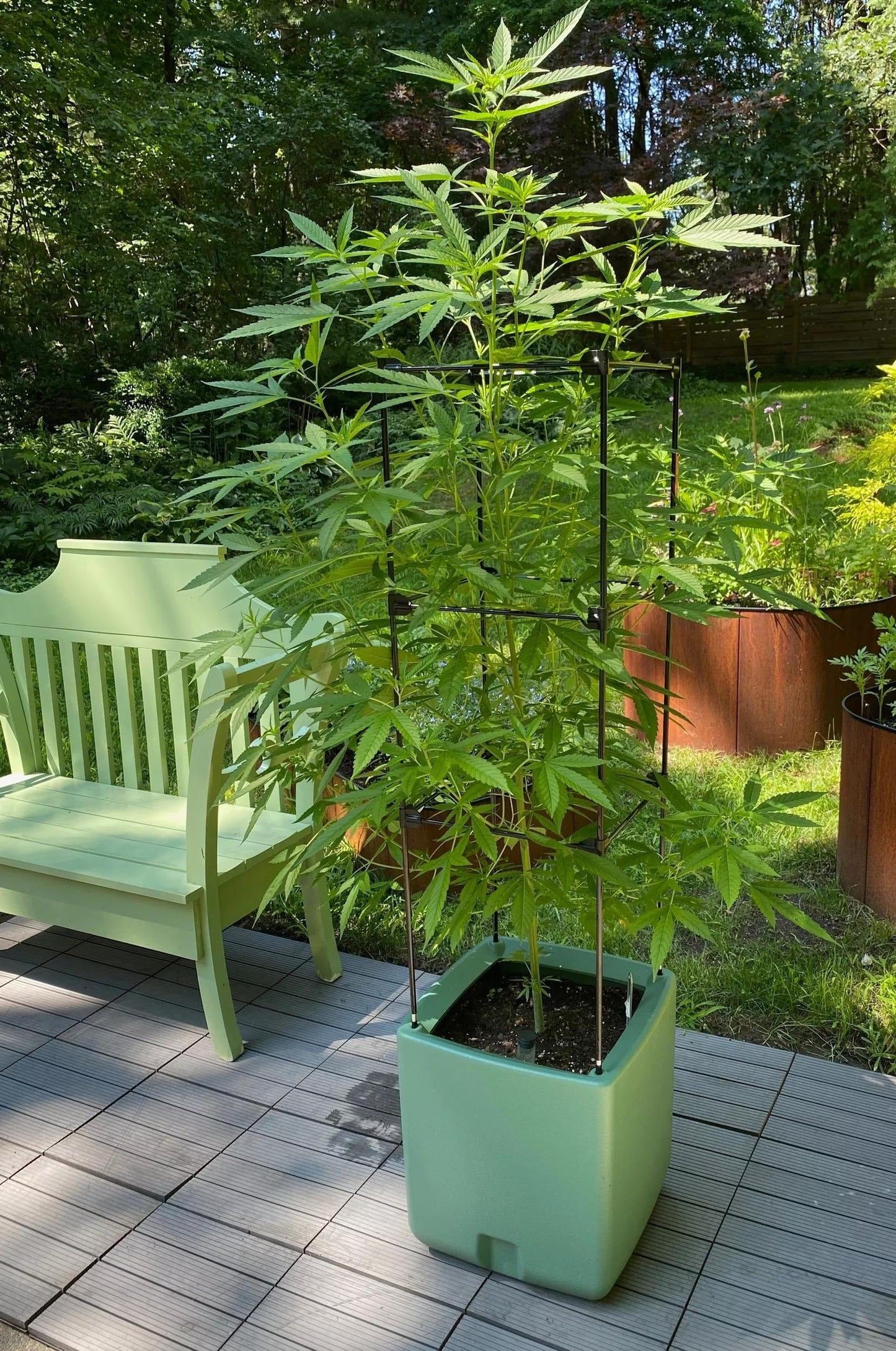 OasisTM Self-Watering Tomato Planter With Trellis