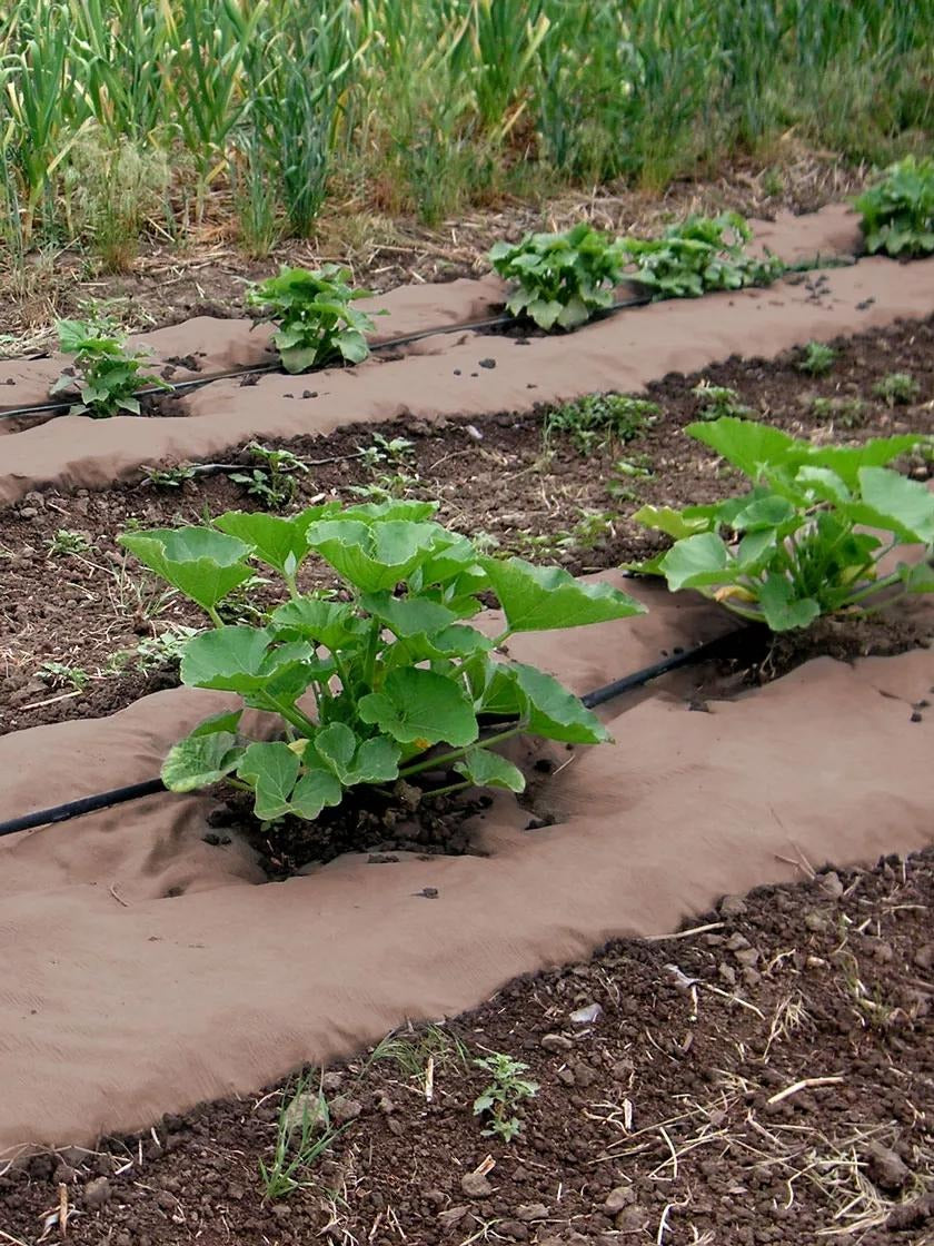 Weedguard Plus Paper Mulch, 50'