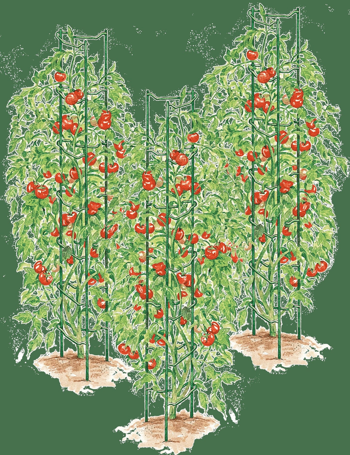 Tomato Ladders, Set of 3