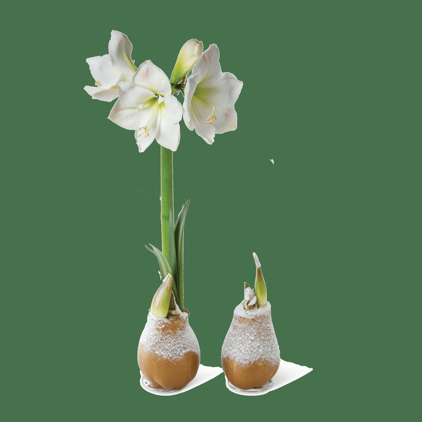 Snow Waxed Amaryllis