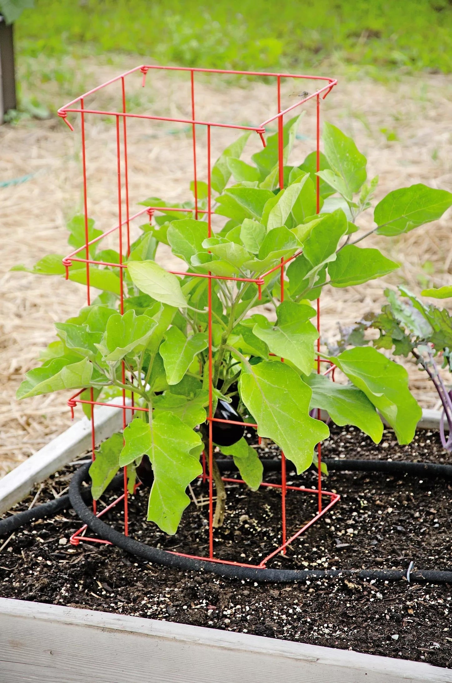 Pepper and Eggplant Cages, Set of 3