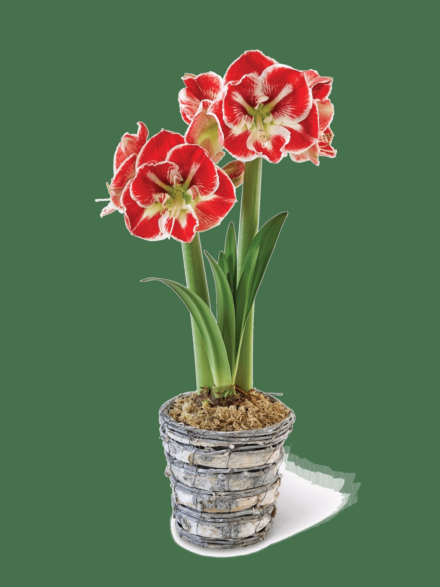 Potted Amaryllis