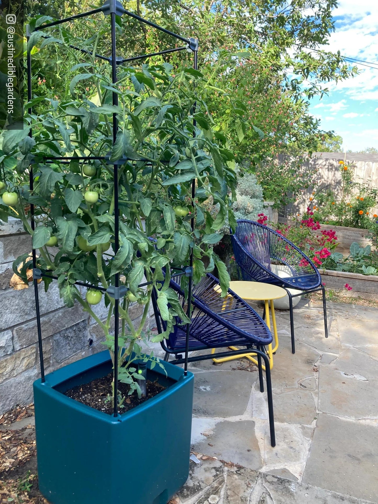 OasisTM Self-Watering Tomato Planter With Trellis