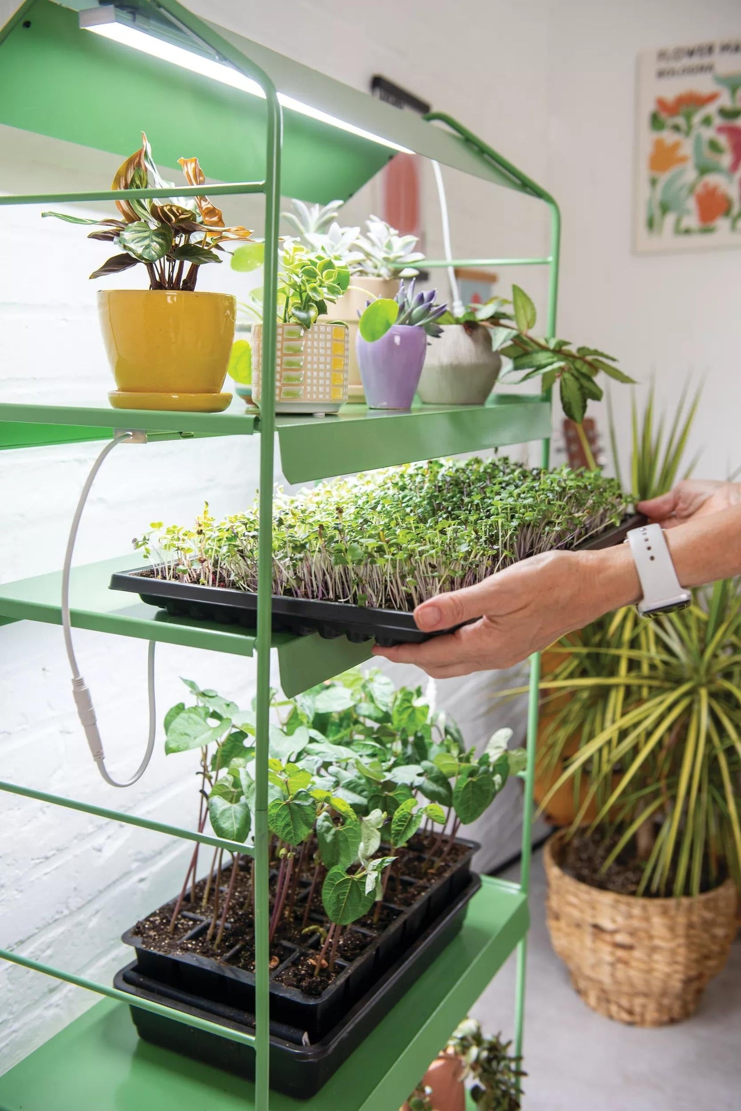 AgieTM LED Light Garden