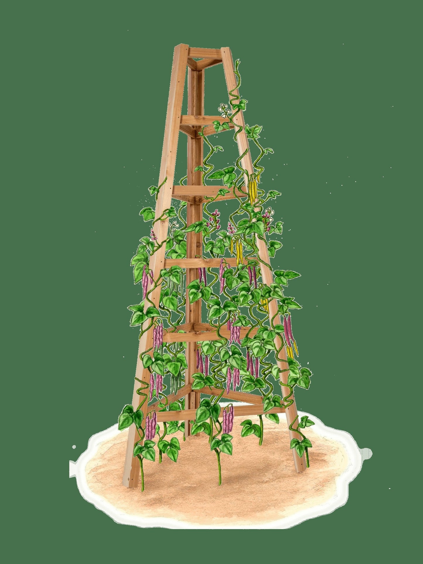 Cedar Obelisk, 8'
