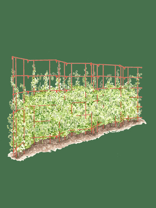 Expandable Pea Trellis