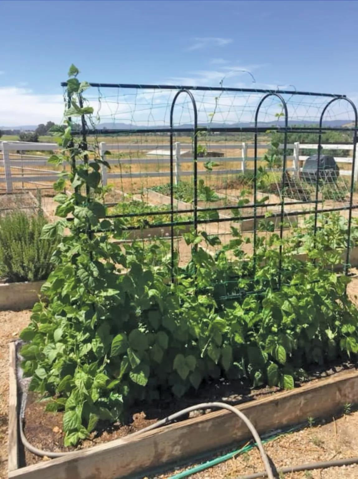 TitanTM Pea Tunnel