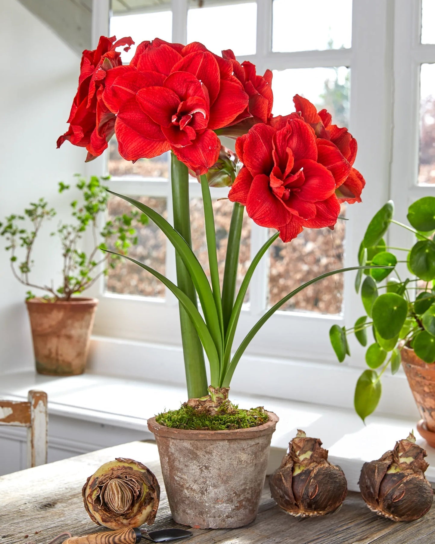 Premium Amaryllis Bulbs (Set of 2)