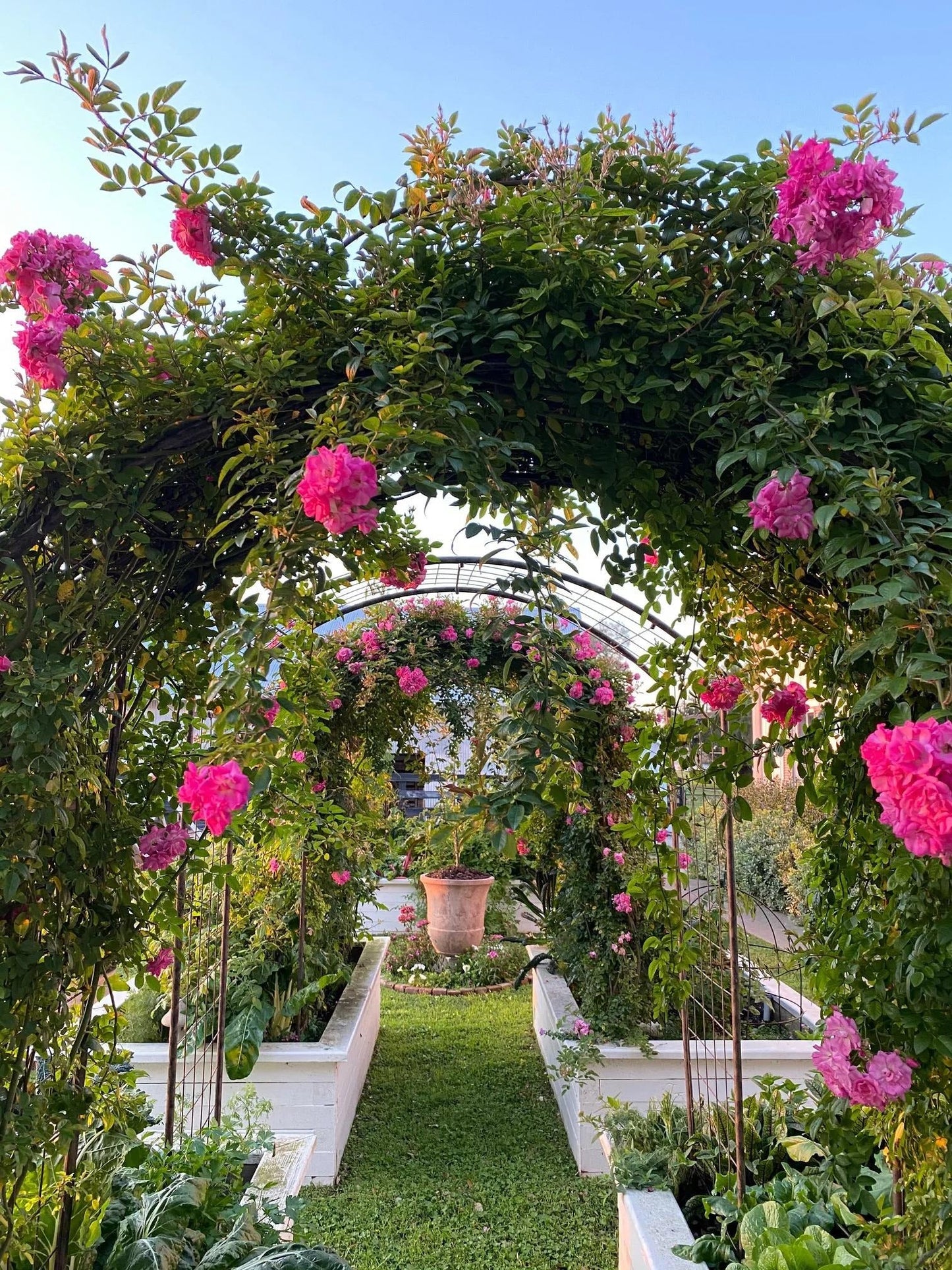 JardinTM Rose Arch