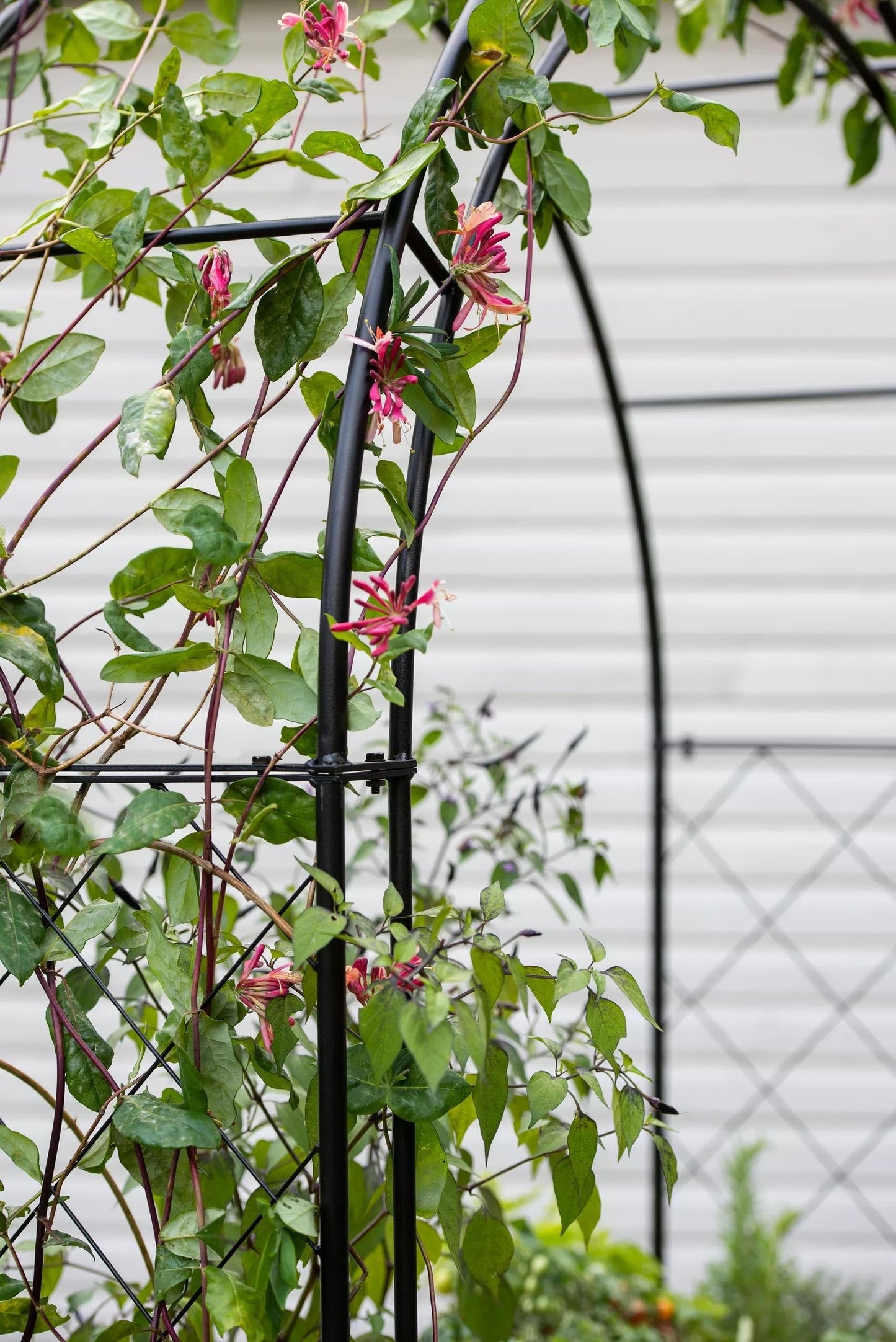 Metal Climbing Arch for VegTrug® Patio Garden Bed