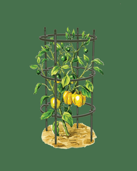 TitanTM Pepper Eggplant Cages, Set of 3