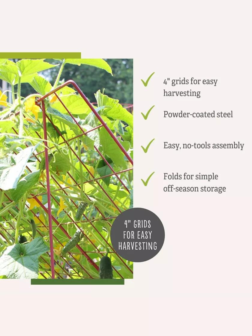 Medium Cucumber Trellis