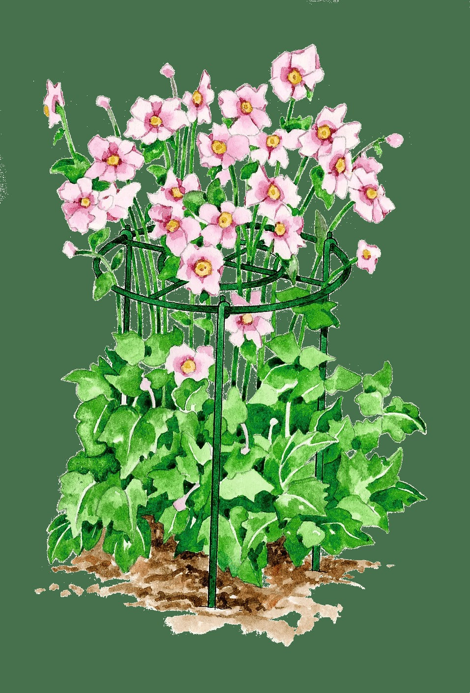 Grow Through Supports, Set of 3