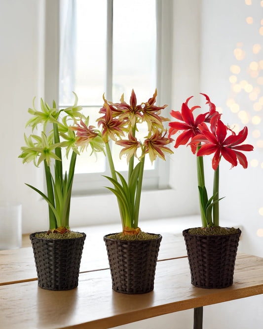 Amazon Amaryllis Collection