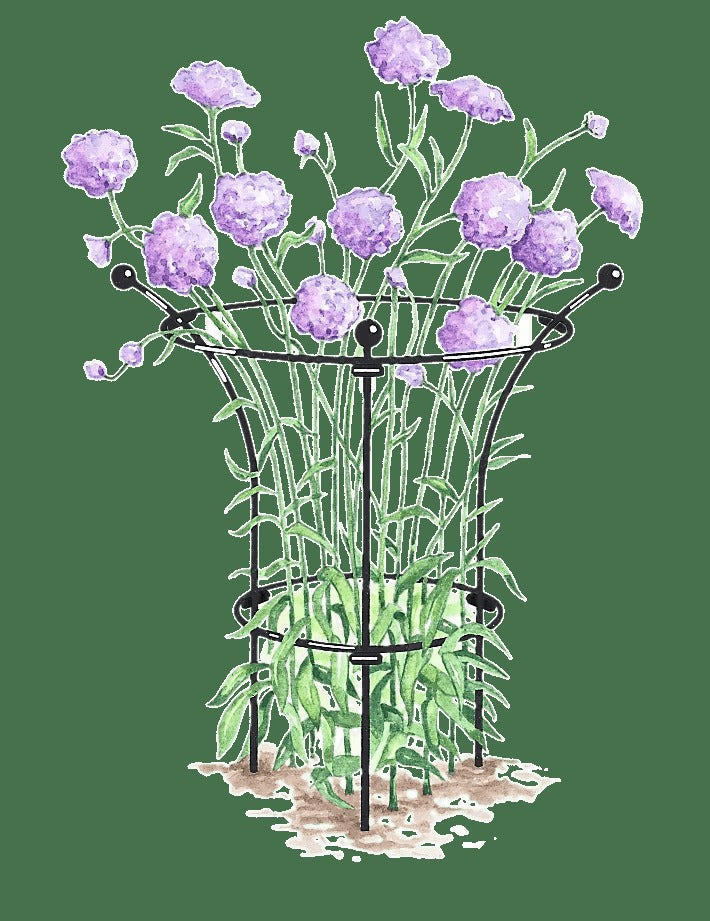 EssexTM Plant Supports